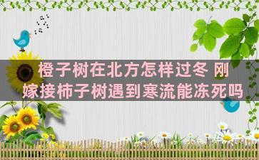 橙子树在北方怎样过冬 刚嫁接柿子树遇到寒流能冻死吗